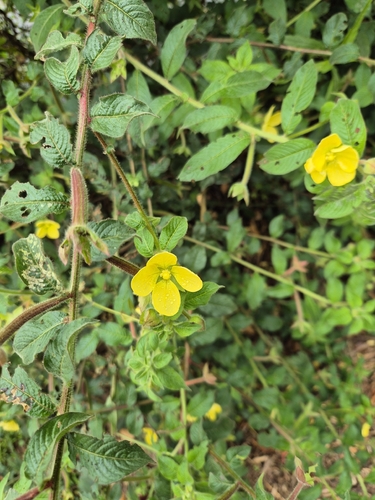 Ludwigia octovalvis observed 2026-10-25