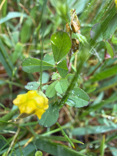 Trifolium dubium observed 2026-10-25