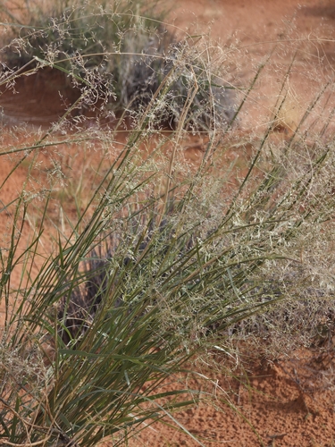 mesa dropseed