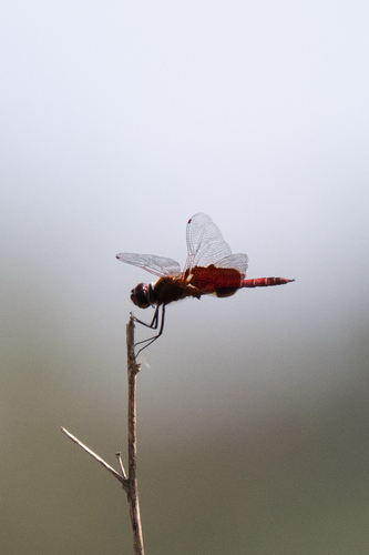 Red Saddlebags