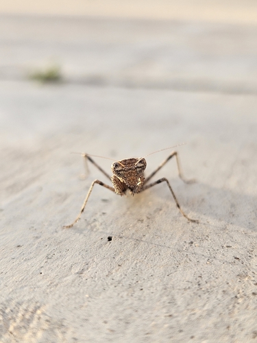 American Ground Mantises