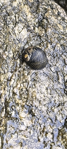 Nerita scabricosta, 2026-10-24