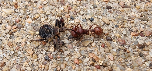 Plains Bee Assassin