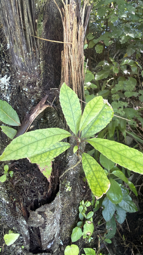 Melicytus ramiflorus observed 2026-10-25