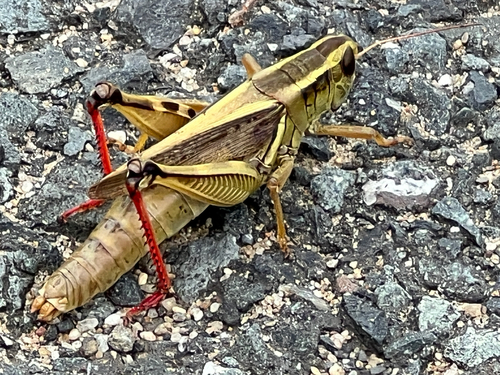 Two-striped Grasshopper