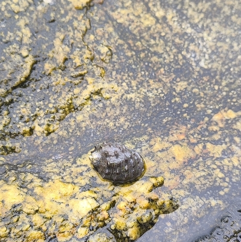 Plicopurpura columellaris observed 2026-10-24