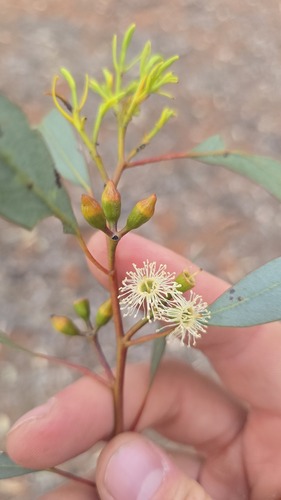 Eucalyptus dumosa observed 2026-10-02