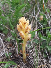 Orobanche teucrii