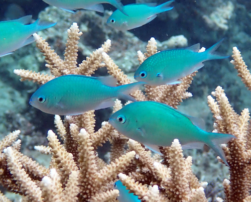 Chromis viridis observed 2026-10-21