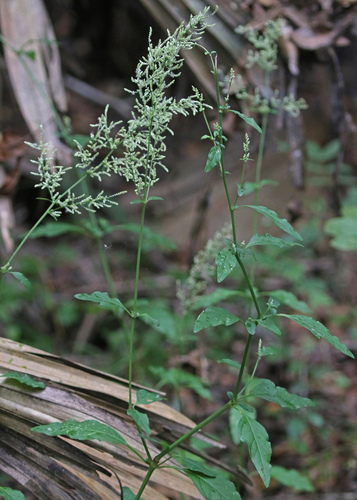 Iresine diffusa observed 2026-10-19