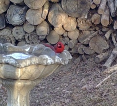 Cardinalis cardinalis