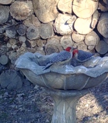 Melanerpes carolinus