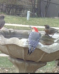 Melanerpes carolinus