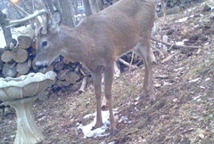 Odocoileus virginianus