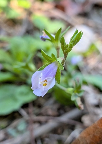 Mazus pumilus observed 2026-10-24