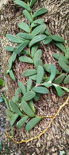 Dendrobium linguiforme, 2026-10-25