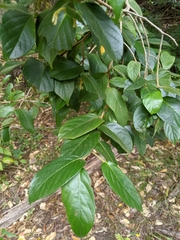 Alangium villosum