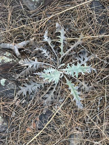 wavyleaf thistle