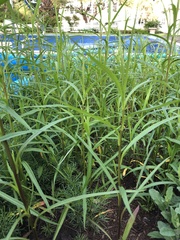 Dulichium arundinaceum