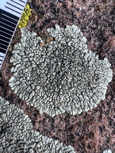 Dimelaena oreina observed 2026-10-18