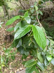 Alangium villosum