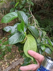 Alangium villosum