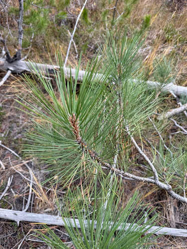 Pinus ponderosa, 2026-10-24