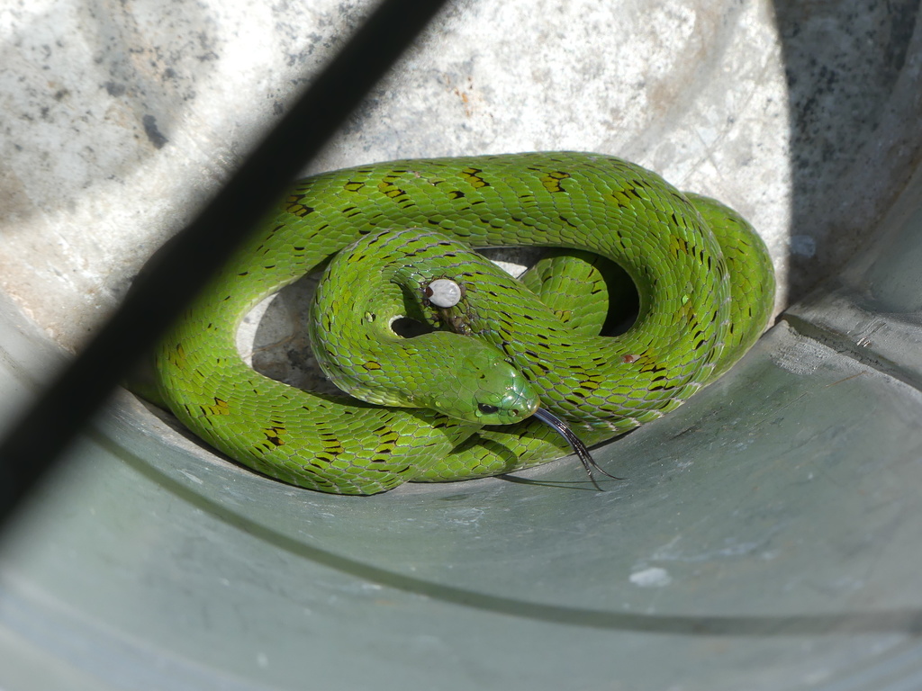 Green Night Adder