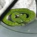 Green Night Adder - Photo (c) Lara Lowis, some rights reserved (CC BY-NC), uploaded by Lara Lowis