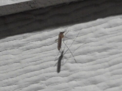 Winter Marsh Mosquito
