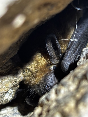 Eptesicus fuscus observed 2026-10-24