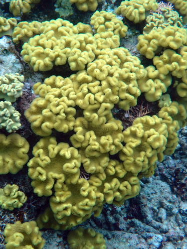Sarcophyton observed 2026-10-21
