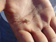 Ocypode occidentalis