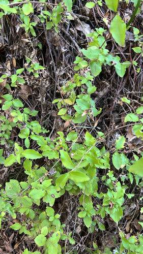 Whipplea modesta observed 2026-10-24