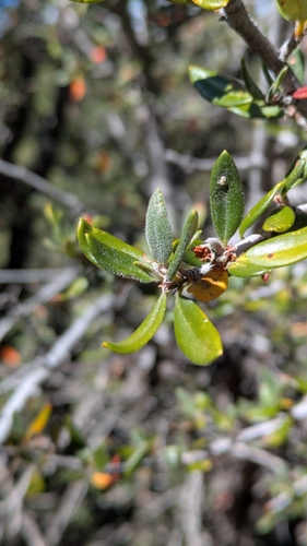 Cercocarpus ledifolius observed 2026-10-23