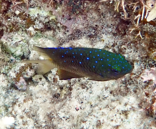 Plectroglyphidodon lacrymatus observed 2026-10-21