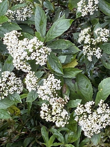 Cuttsia viburnea observed 2026-10-23