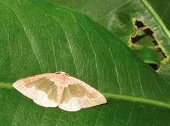 Celenna festivaria