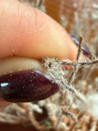 Thicksepal Cryptantha