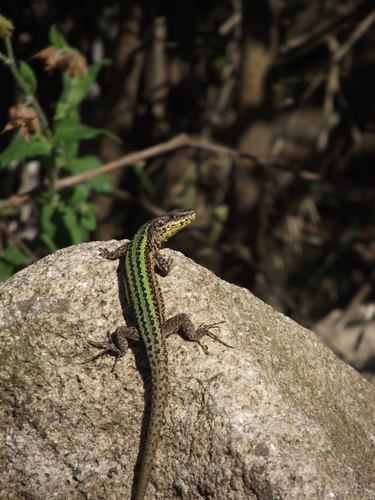 Bocage's Wall Lizard