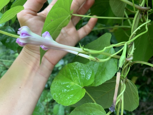Ipomoea muricata observed 2026-10-17