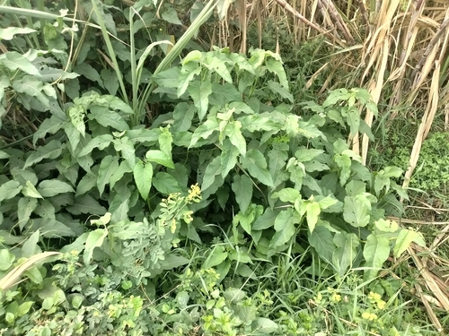 Ipomoea carnea observed 2026-10-25