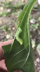 Amphipyra pyramidoides