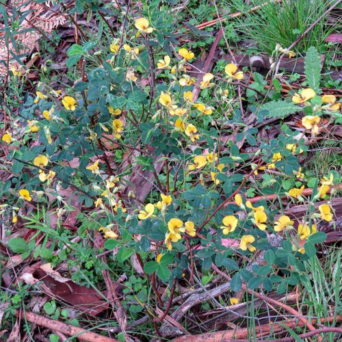 Goodia lotifolia observed 2026-10-24