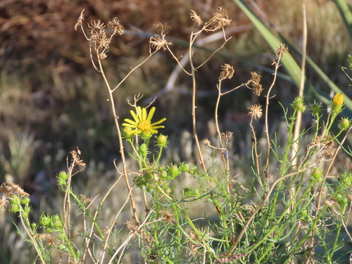threadleaf groundsel