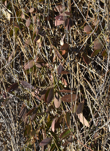 Vincetoxicum carnosum observed 2026-08-21