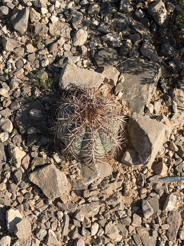 Echinocactus horizonthalonius, 2026-10-23