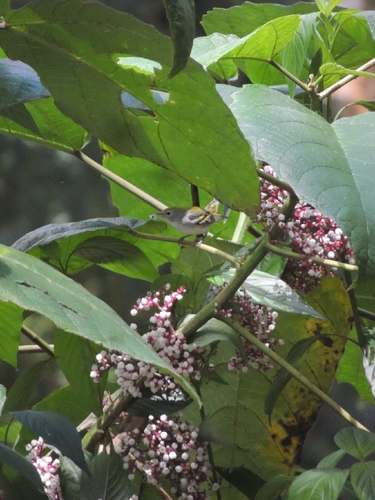 Setophaga pensylvanica observed 2026-10-24