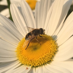 Eristalis arbustorum