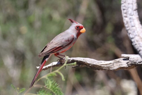 Pyrrhuloxia
